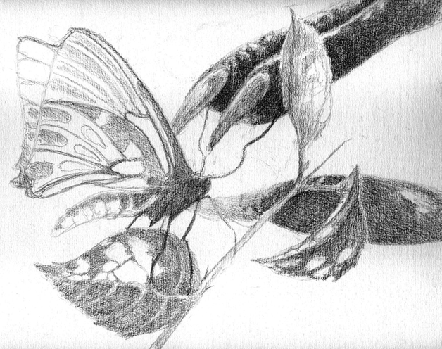 A drawing of a butterfly in the grip of an alien claw. A drawing of a butterfly in the grip of an alien claw.