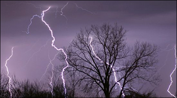 Lighting in the trees.