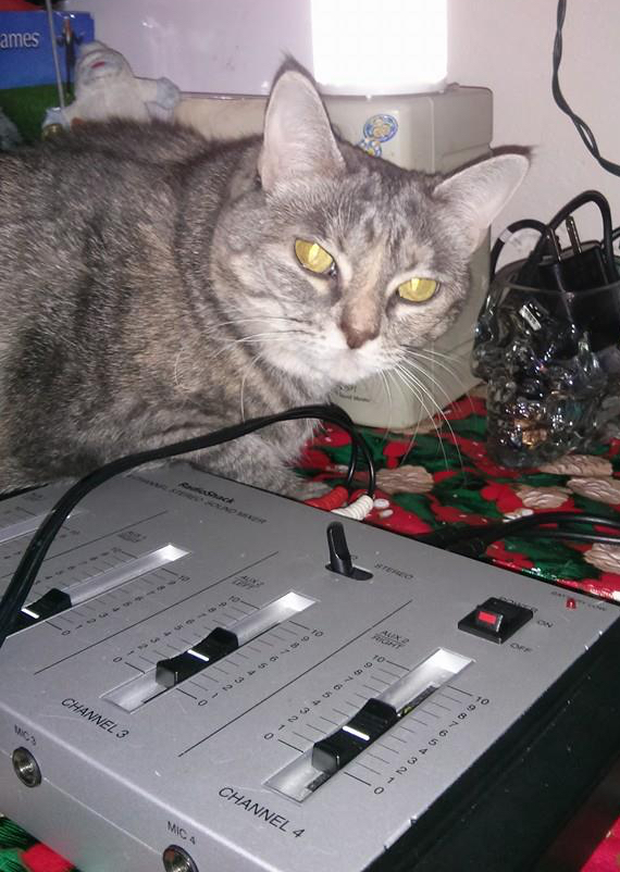 A kitten on top of some radio equipment. A kitten on top of some radio equipment.